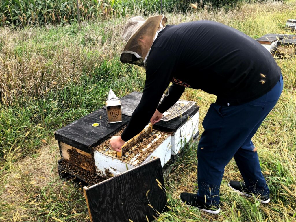 La pluie et la chaleur n’ont pas aidé les abeilles