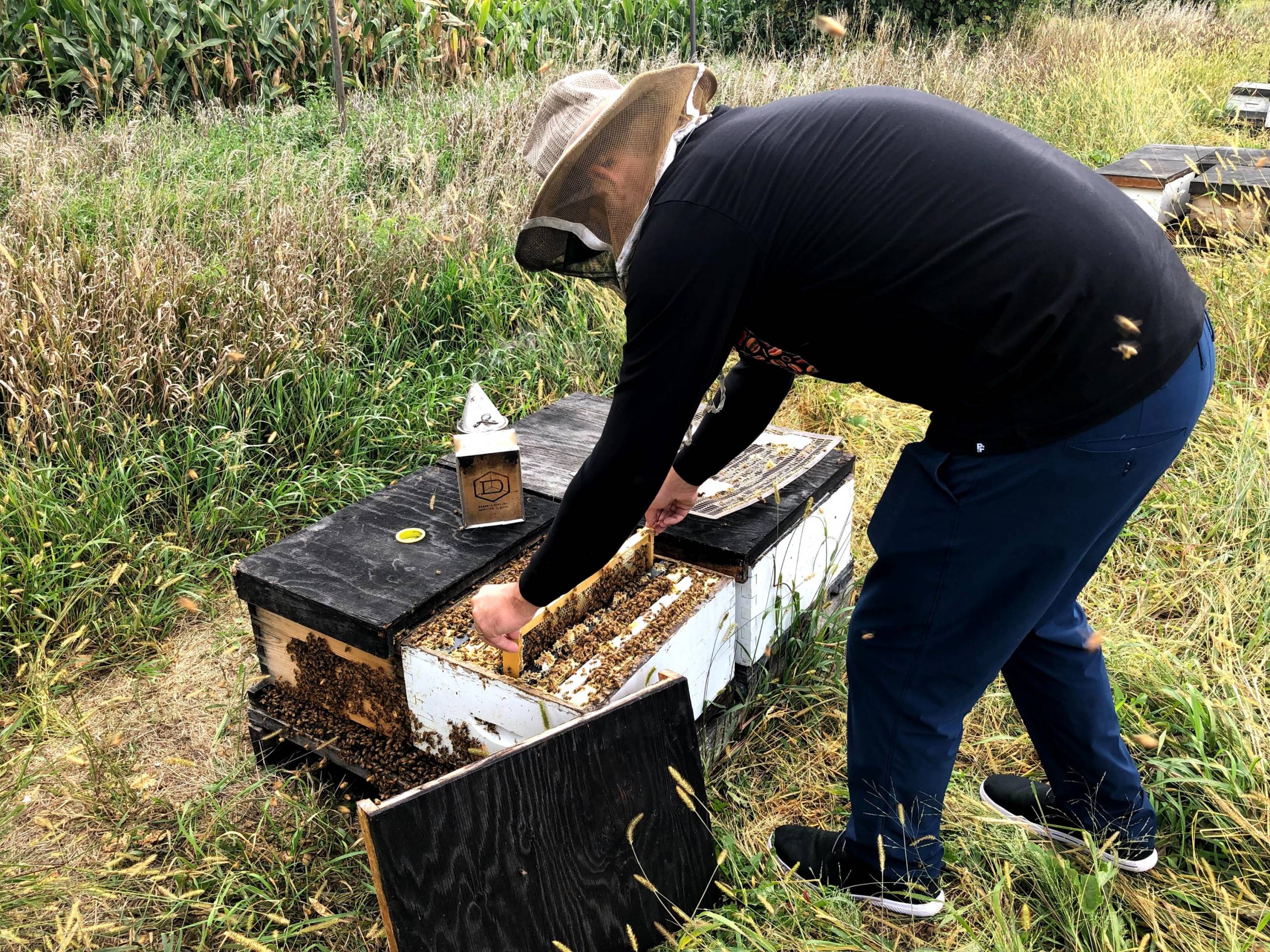 La pluie et la chaleur n’ont pas aidé les abeilles