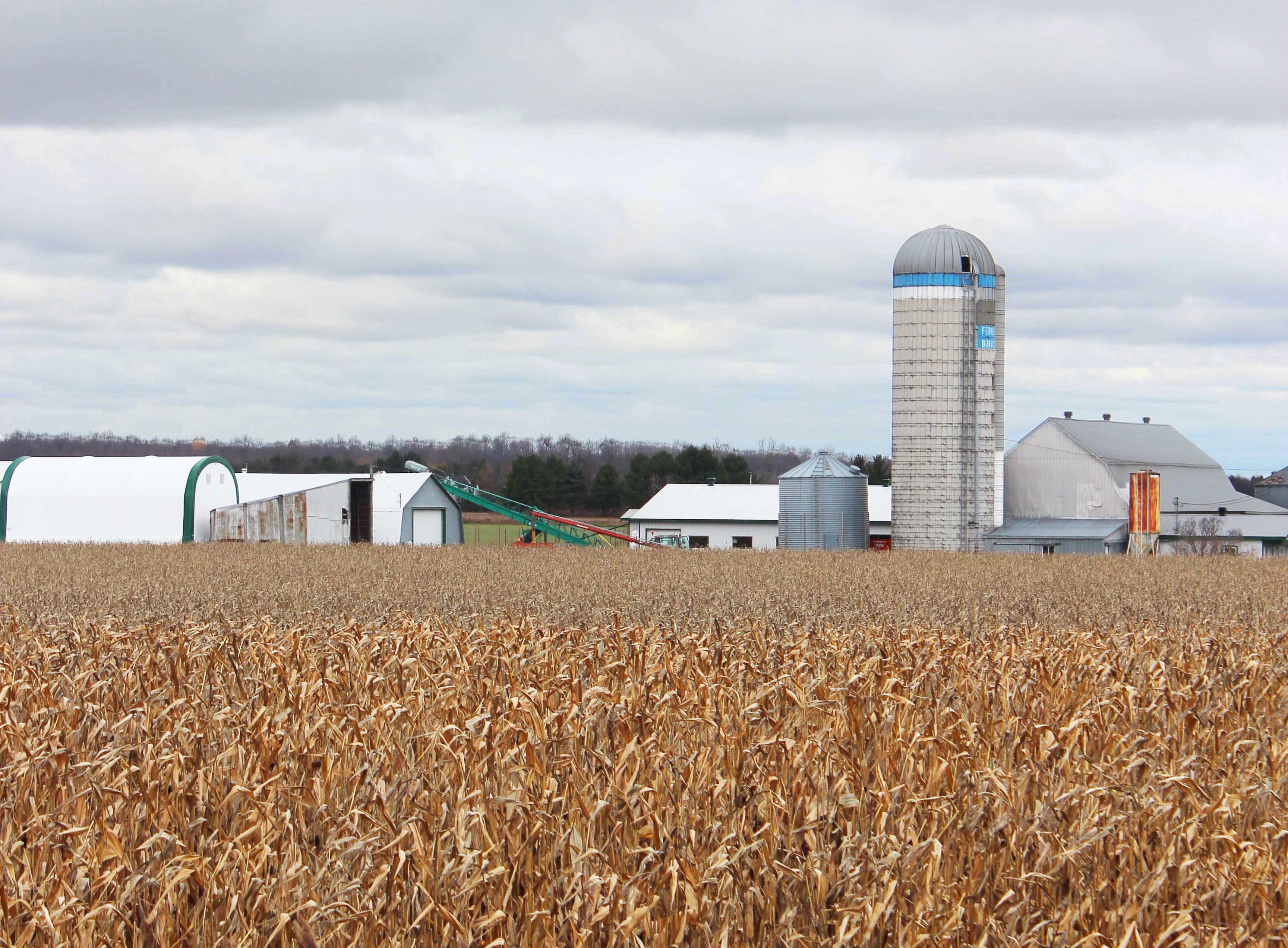Le revenu net agricole fond de plus de 50%