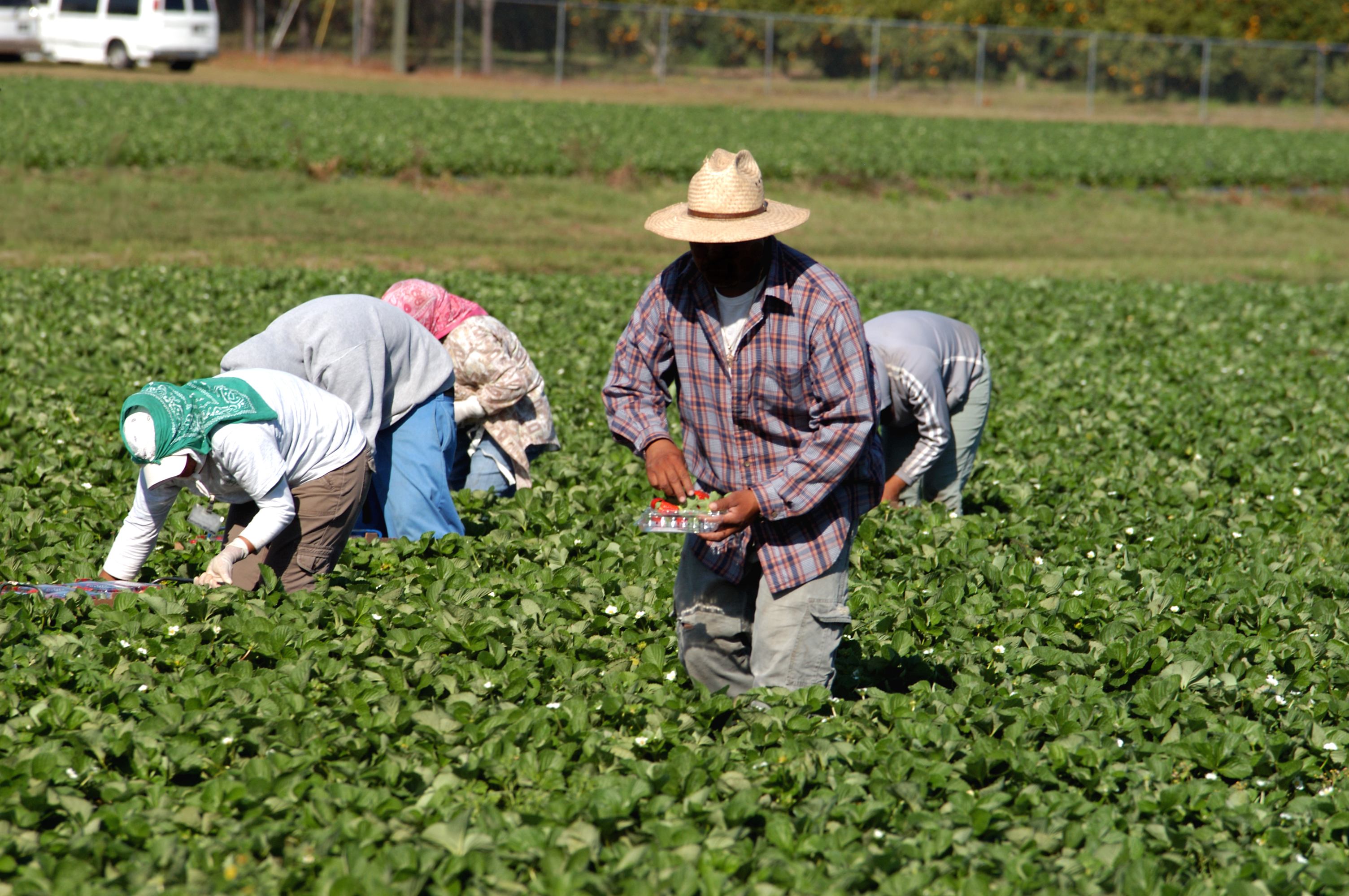 Image illustrant l'article: Croissance de l’emploi agricole durant la COVID-19