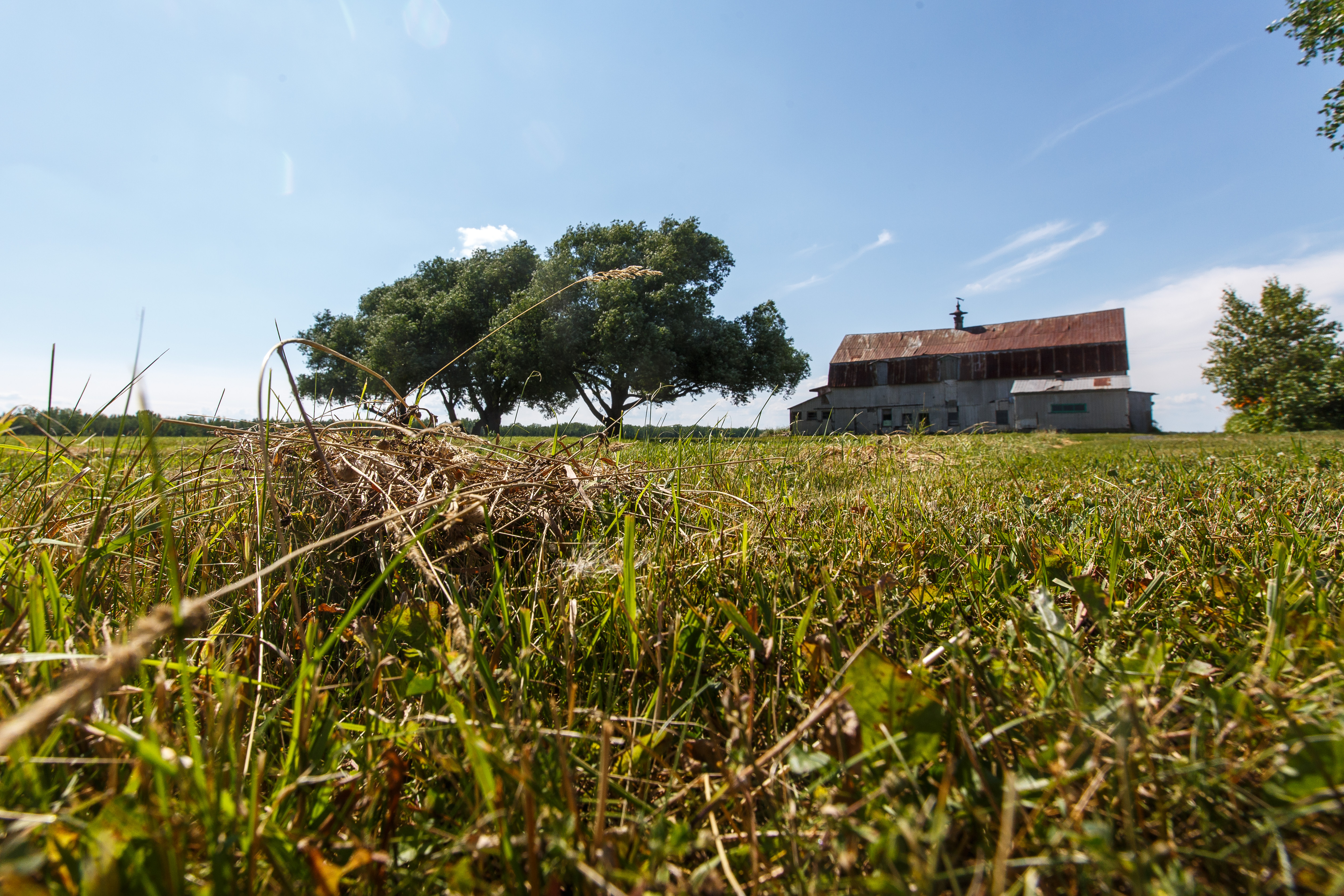 Cultures: trop de pluie en peu de jours