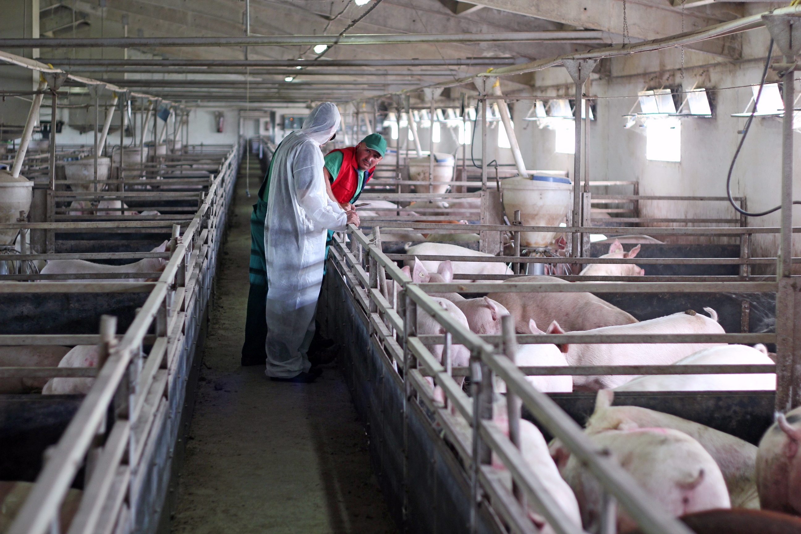 Pas de Portes ouvertes sur les fermes encore cette année