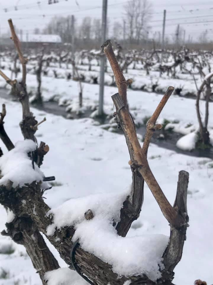 Les vignerons de Soulanges craignent le froid