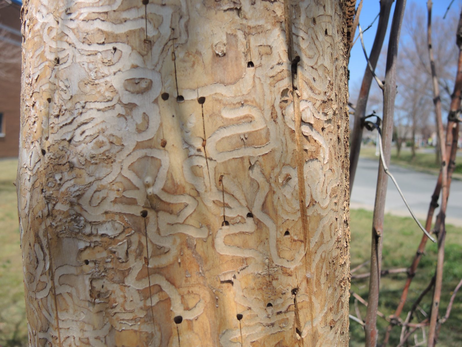 Découvrez un aperçu de la programmation télévisuelle du futur!