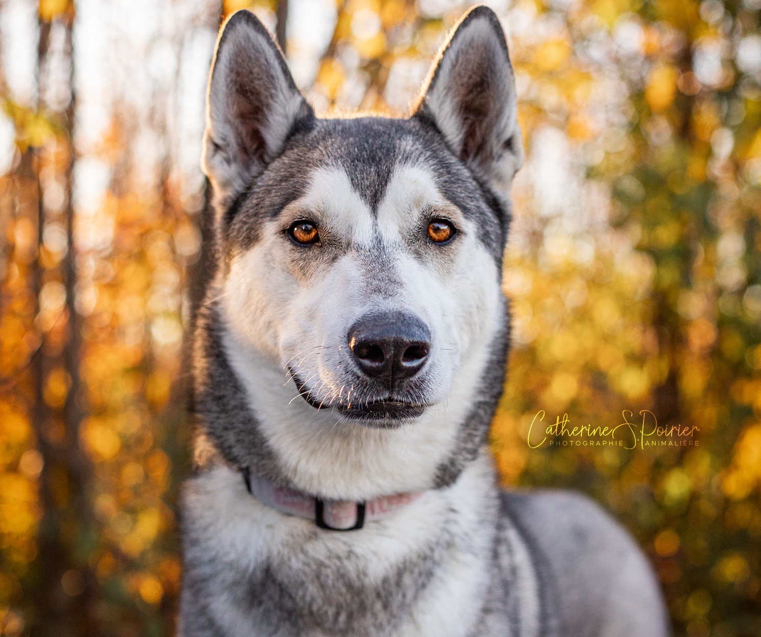 Accédez facilement à des fonctionnalités cachées de votre téléphone avec ces codes étoiles