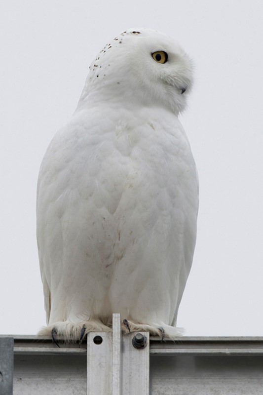 Ces ballons d’eau réutilisables font plaisir à toute la famille et à la planète