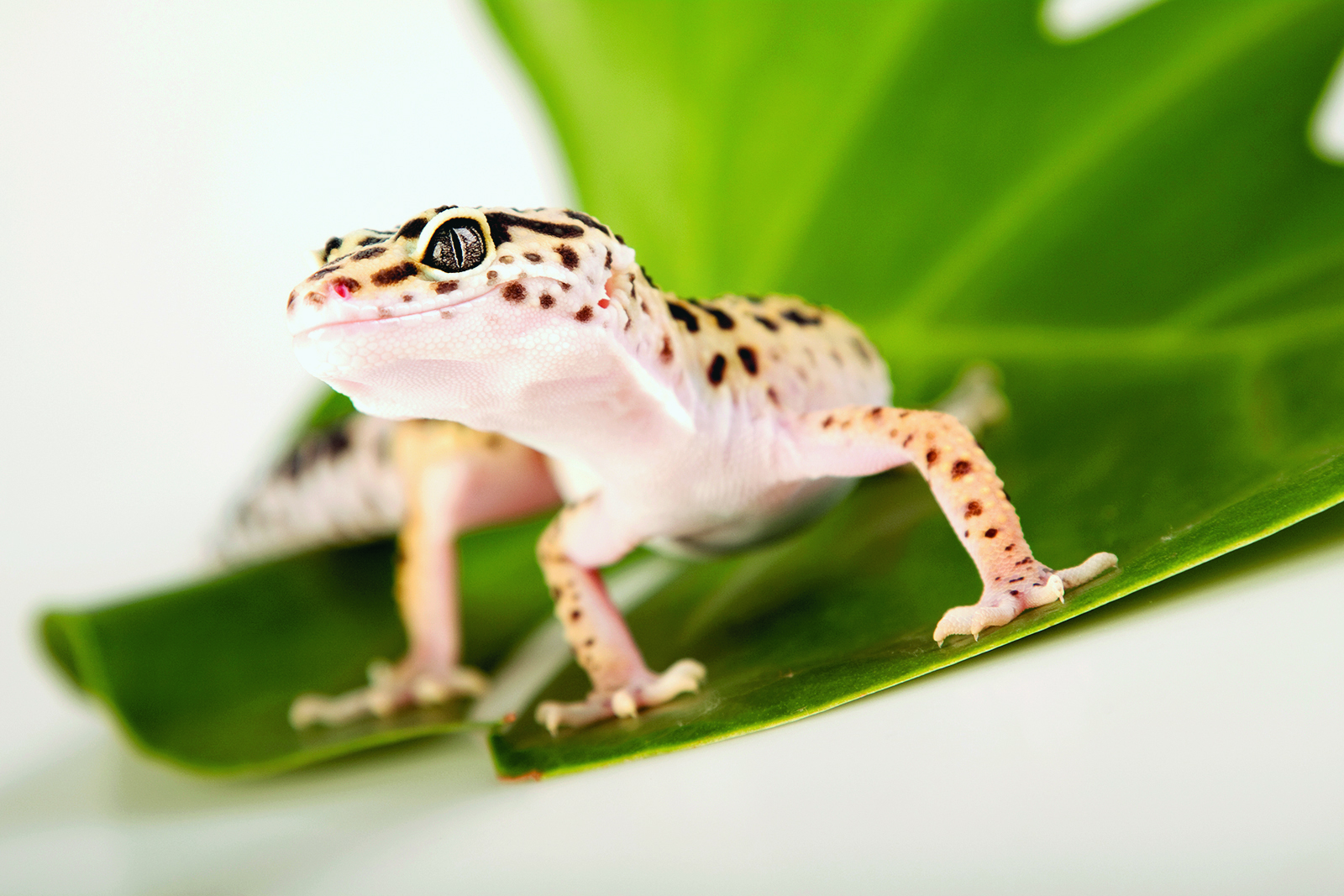 Image illustrant l'article