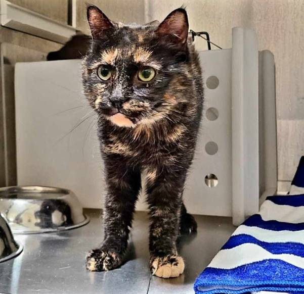 Brèche de sécurité chez Ticketmaster: comment savoir si on est affecté?