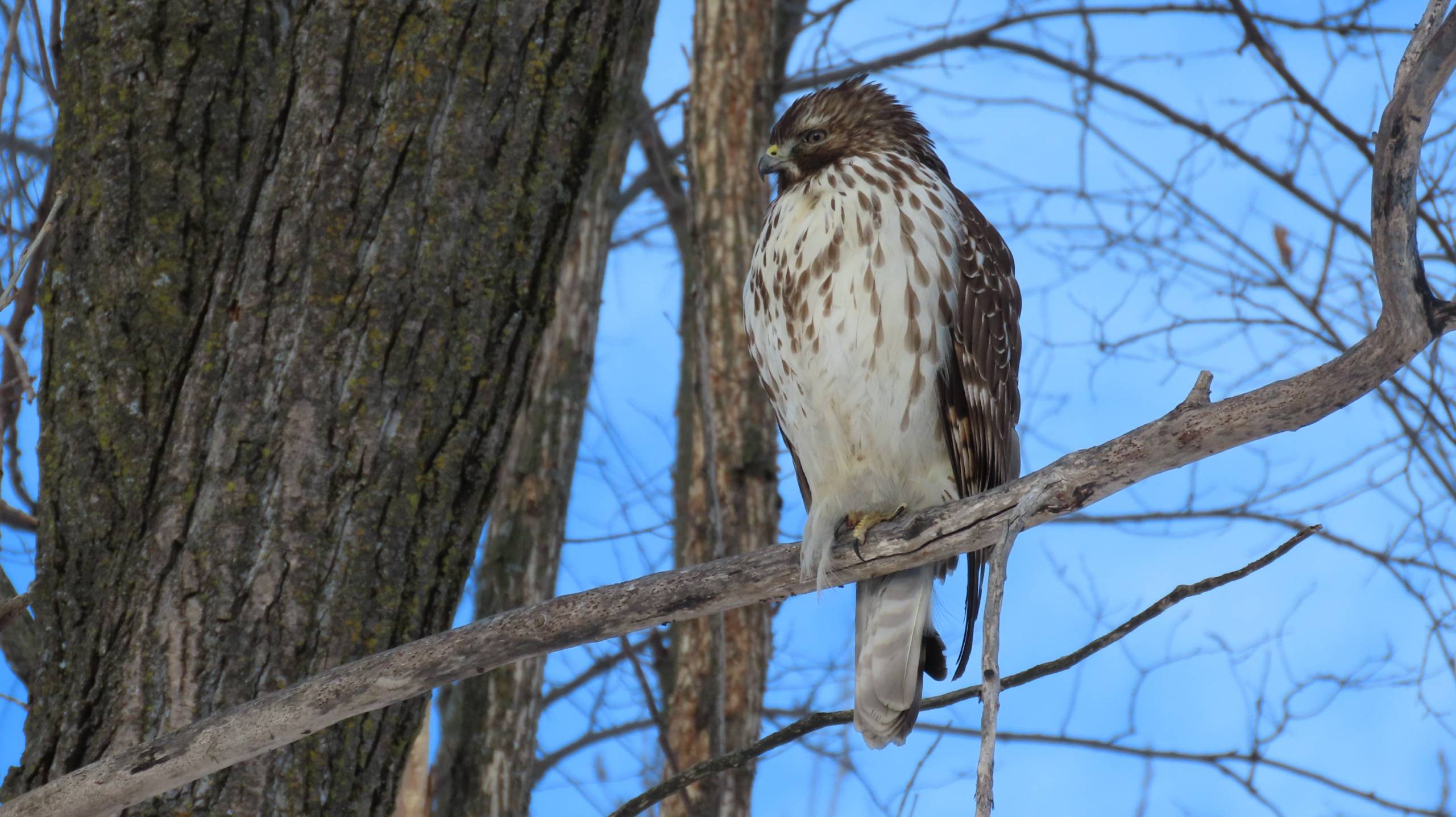 Cette app montréalaise nous donne des Bitcoins gratuits si on secoue notre téléphone
