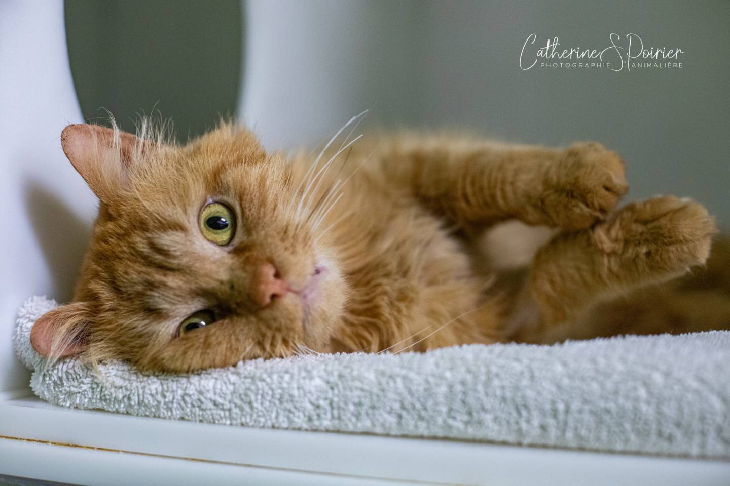 Taxelco acquiert Radio Taxi Union