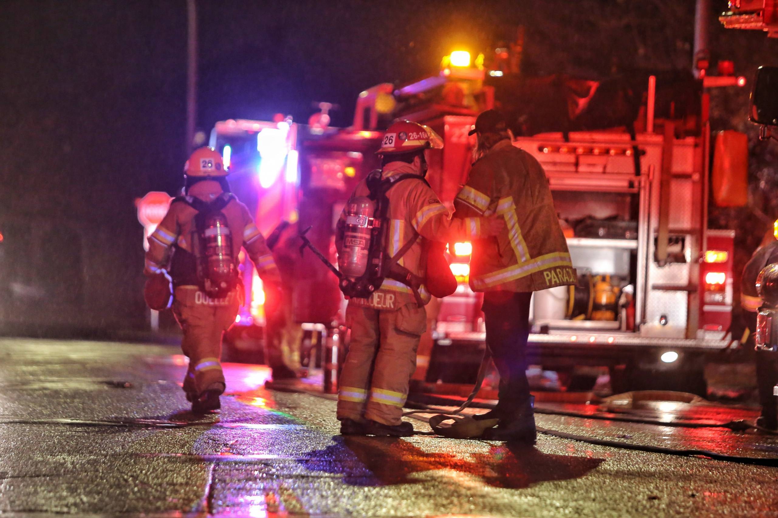 Une vache dans une voiture