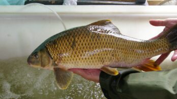 Contrecœur: un permis pour les herbiers du chevalier cuivré