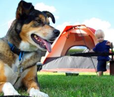 Le tourisme canin en pleine expansion