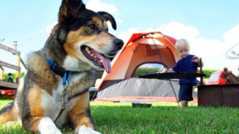 Le tourisme canin en pleine expansion