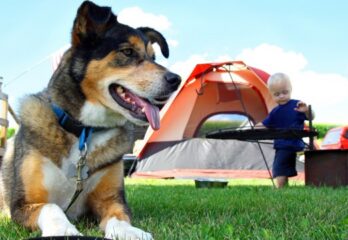 Le tourisme canin en pleine expansion