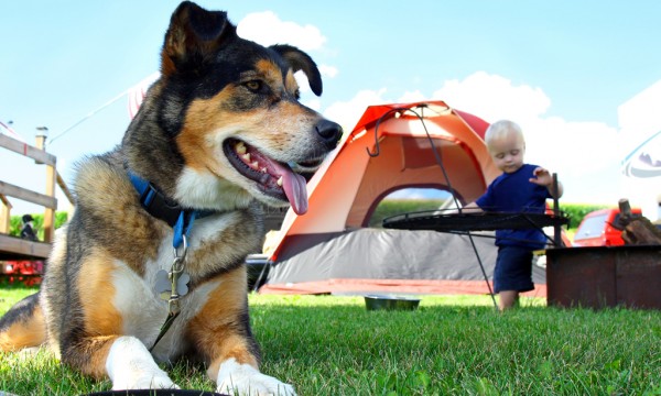 Le tourisme canin en pleine expansion